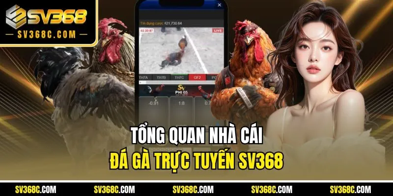 Tổng quan nhà cái đá gà trực tuyến SV368